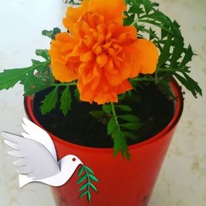 Meet your Posher, Georgia